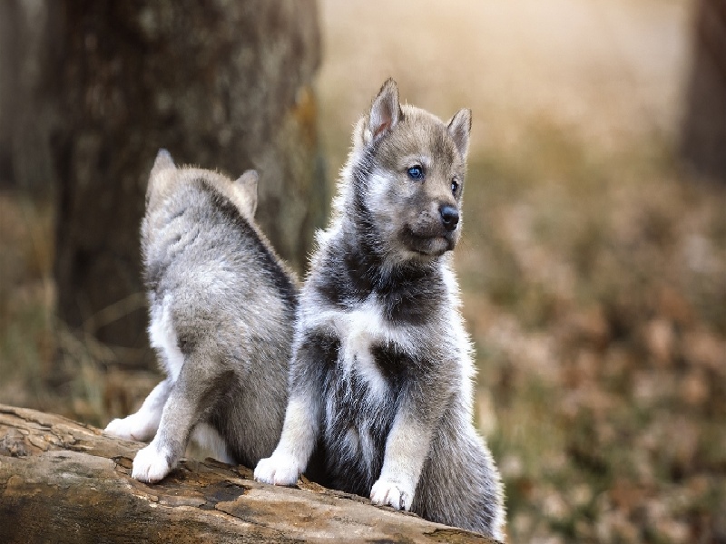 陈女士成功案例